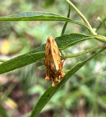 Cirrhophanus triangulifer