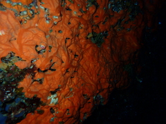 Spirastrella cunctatrix