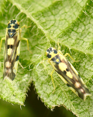 Eupteryx