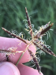Cyperus rotundus