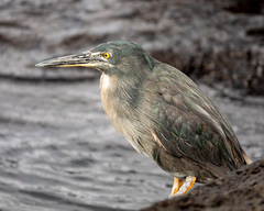 Butorides striata sundevalli