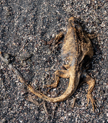 Amblyrhynchus cristatus