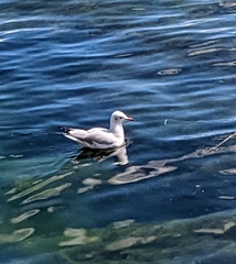 Chroicocephalus ridibundus