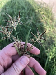 Cyperus rotundus