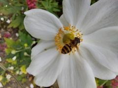 Epistrophe grossulariae