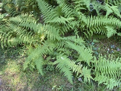 Dennstaedtia punctilobula