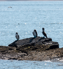 Sula nebouxii excisa