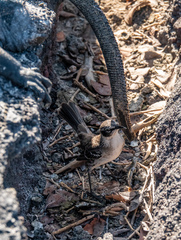 Mimus parvulus