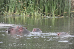 Hippopotamus amphibius