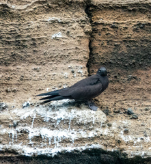 Anous stolidus galapagensis