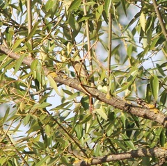 Phylloscopus