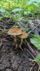 Pholiota squarrosoides