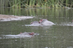 Hippopotamus amphibius