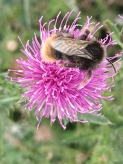 Bombus rupestris