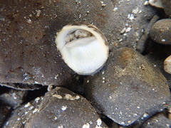 Nerita albicilla
