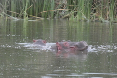 Hippopotamus amphibius