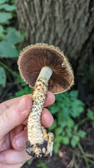Pholiota squarrosoides