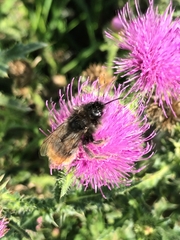 Bombus rupestris