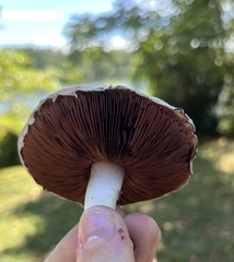 Agaricus campestris