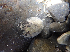 Nerita albicilla