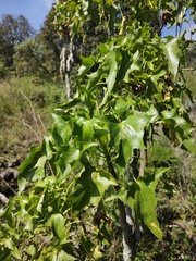 Pittocaulon praecox