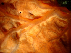 Spirastrella cunctatrix