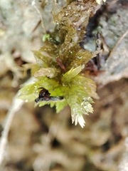 Sphagnum denticulatum