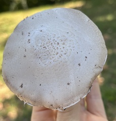 Agaricus campestris