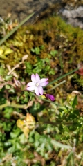 Epilobium tetragonum