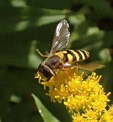Syrphus ribesii
