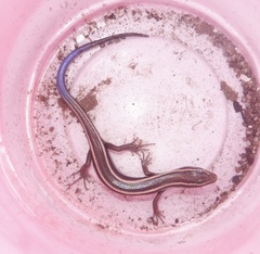 Plestiodon skiltonianus