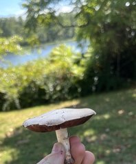 Agaricus campestris