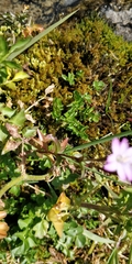 Epilobium tetragonum