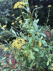 Bupleurum fruticosum