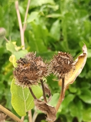 Arctium tomentosum