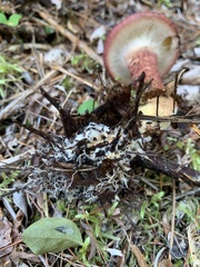 Suillus spraguei