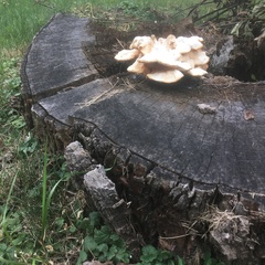 Laetiporus sulphureus