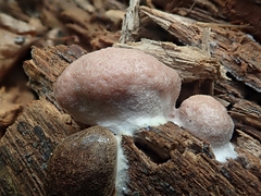 Reticularia