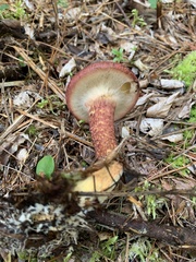 Suillus spraguei