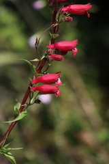 Penstemon roseus