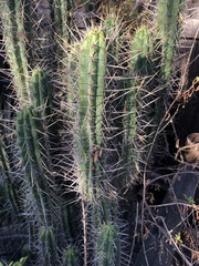Cactoideae