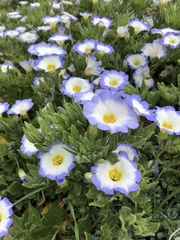 Nolana paradoxa