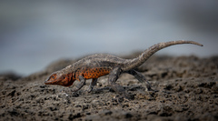 Microlophus albemarlensis