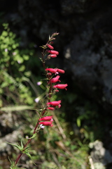 Penstemon roseus