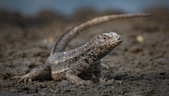 Microlophus albemarlensis