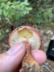 Suillus spraguei