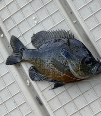 Lepomis auritus × macrochirus