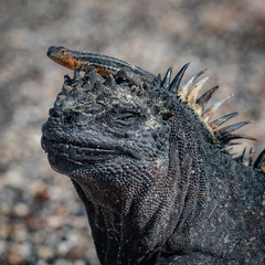 Microlophus albemarlensis