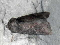 Lacinipolia meditata