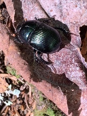 Geotrupes balyi